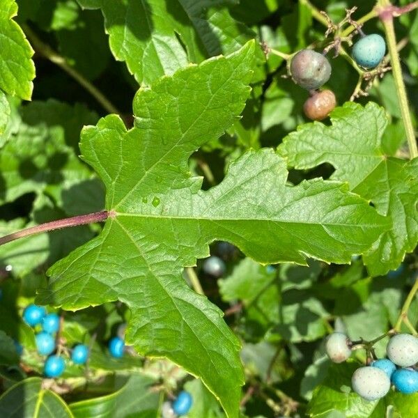 Ampelopsis cordata Leaf