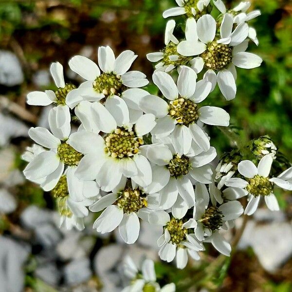 Achillea atrata Květ