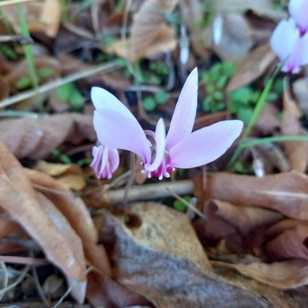 Cyclamen hederifolium Žiedas