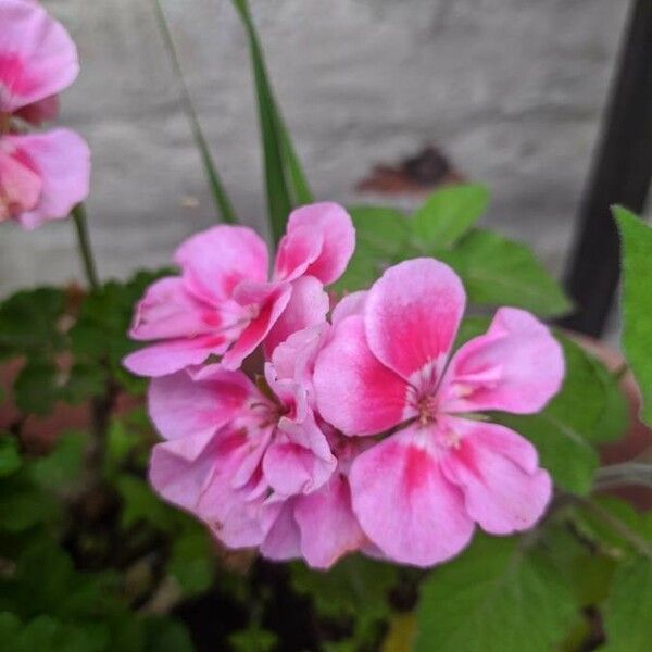 Pelargonium × hybridum Kvet