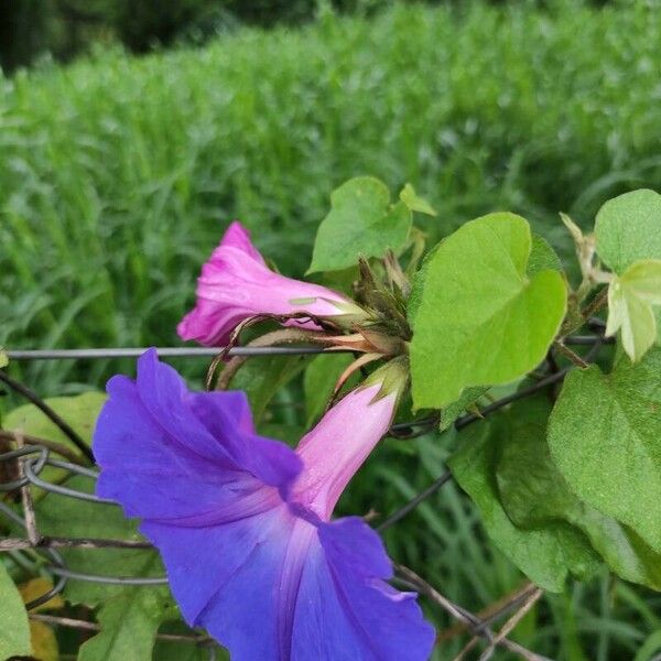 Ipomoea indica 花