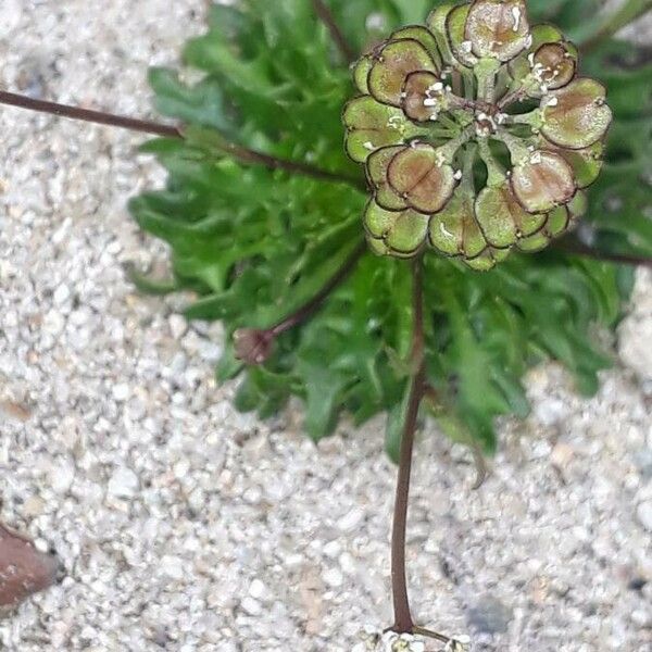 Teesdalia coronopifolia Vaisius