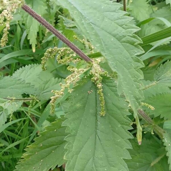 Urtica dioica Leaf