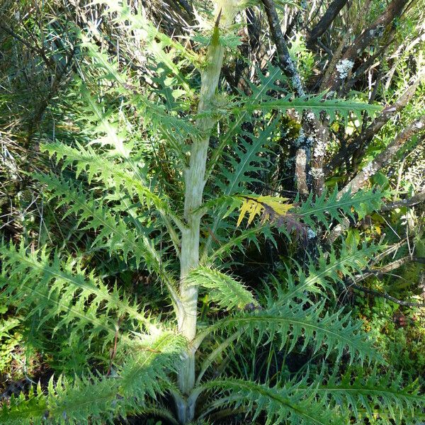 Cirsium jorullense List