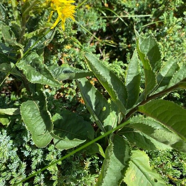 Senecio hercynicus Лист