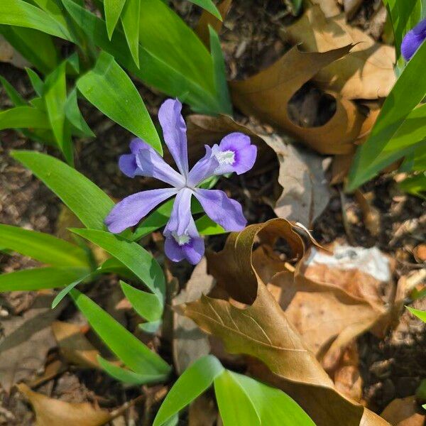 Iris cristata Flower