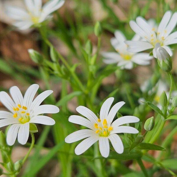 Rabelera holostea Flower