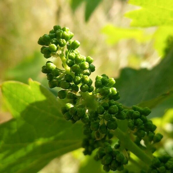 Vitis vinifera Іншае