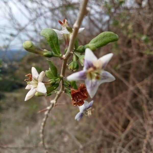 Lycium europaeum Lorea