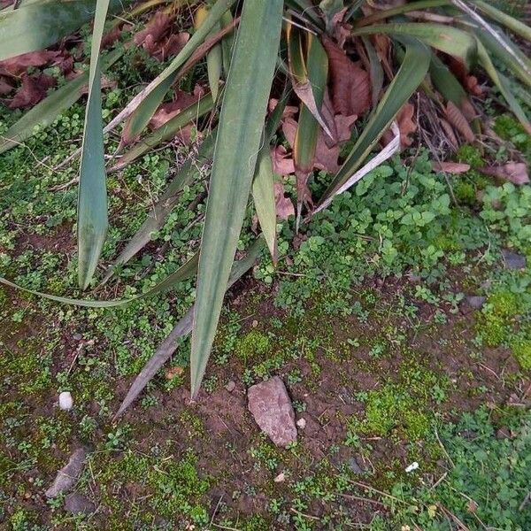 Yucca filamentosa Leaf