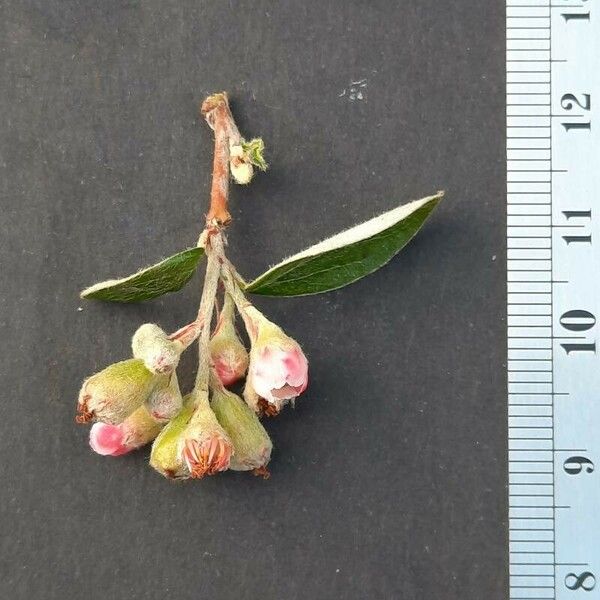Cotoneaster franchetii Blomst