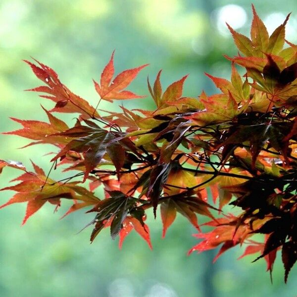 Acer palmatum 其他