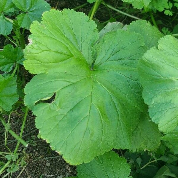 Geum macrophyllum Лист