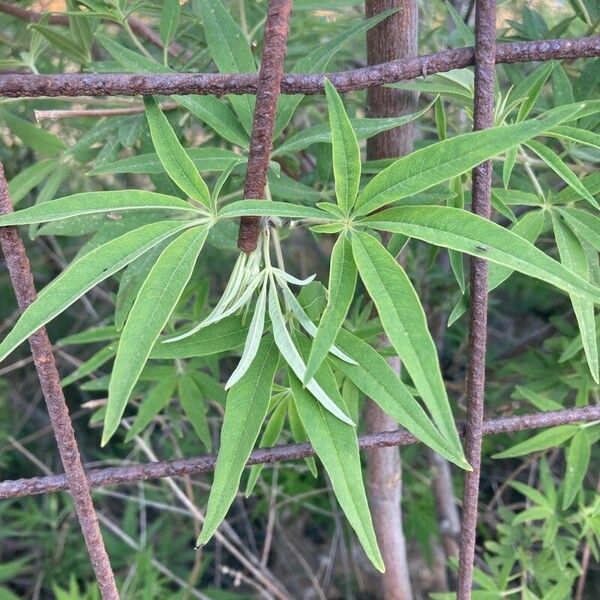 Vitex agnus-castus Folha