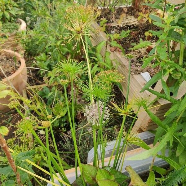 Cyperus haspan Deilen