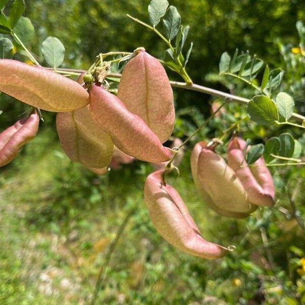 Colutea arborescens Hedelmä