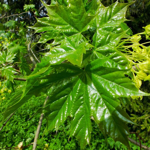 Acer platanoides Φύλλο