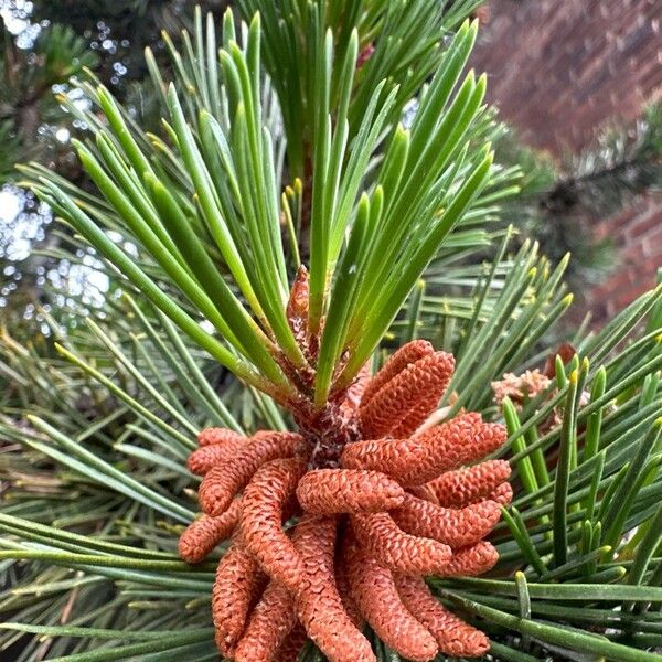 Pinus contorta ফুল