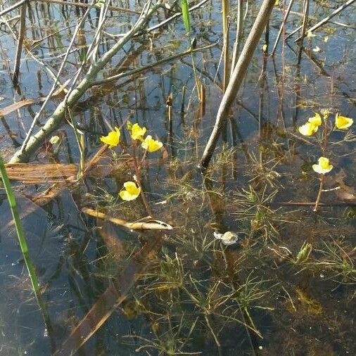 Utricularia vulgaris Hábito