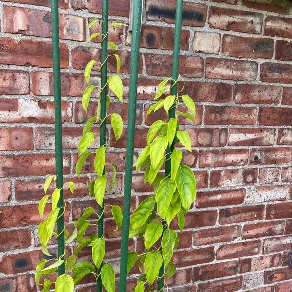 Actinidia arguta Fulla