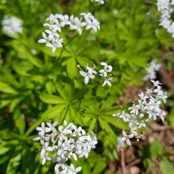 Galium odoratum Flower