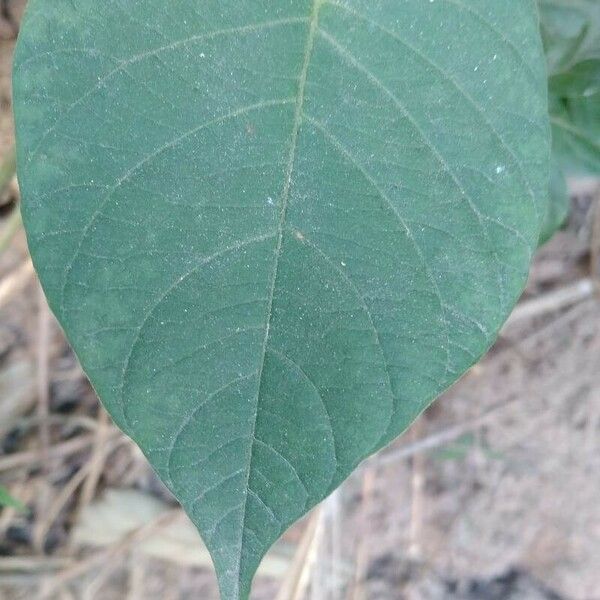 Centrosema pubescens Blad