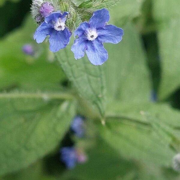 Pentaglottis sempervirens Flower