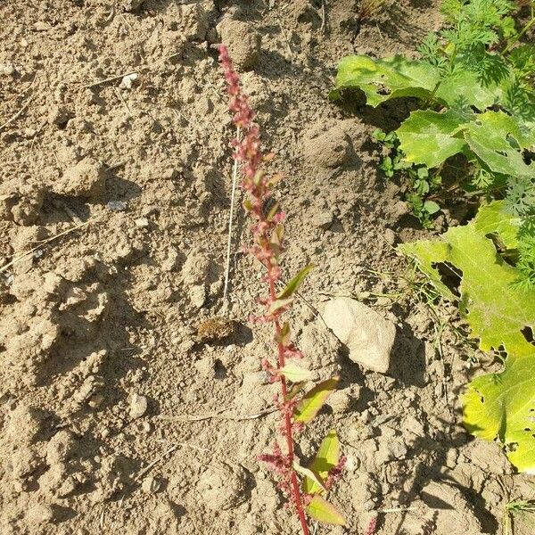 Rumex bucephalophorus 花