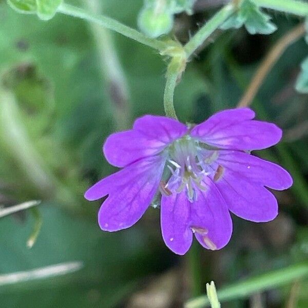 Geranium pyrenaicum Blüte