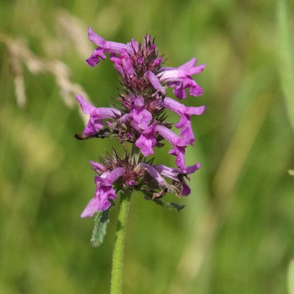 Stachys officinalis Kwiat