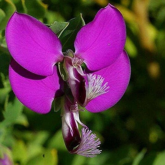 Polygala myrtifolia ফুল