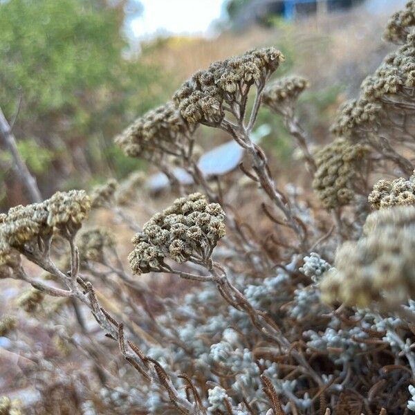 Achillea cretica 花