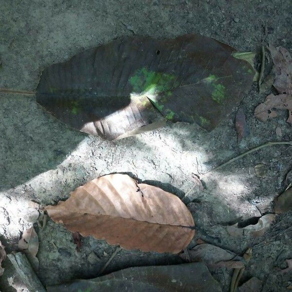 Dillenia borneensis Blatt