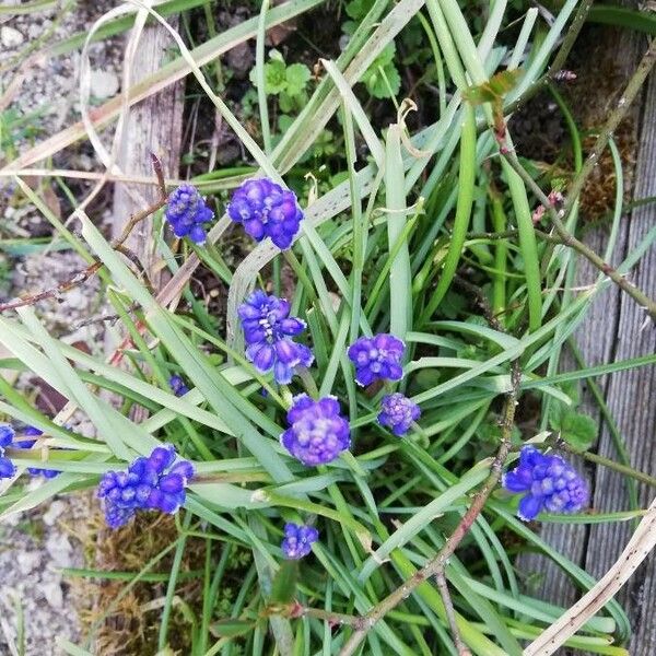 Muscari neglectum Blomst