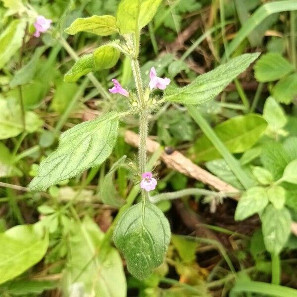 Galeopsis ladanum Цвят