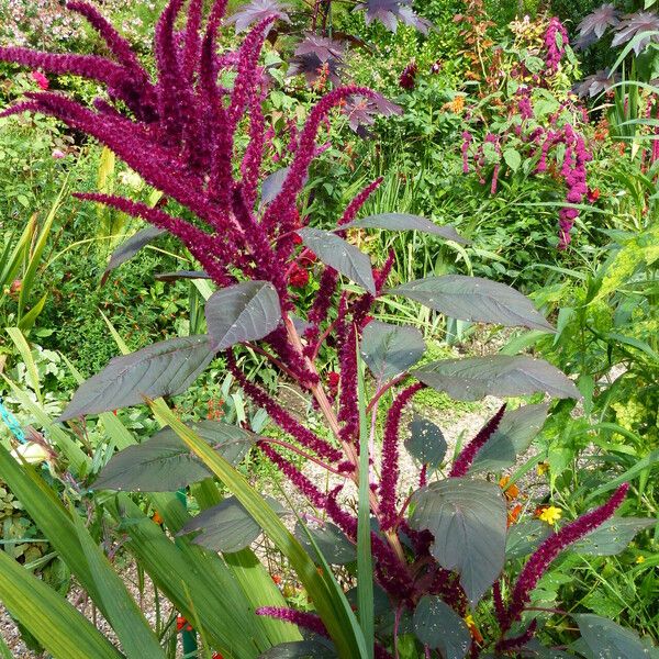 Amaranthus hypochondriacus 花