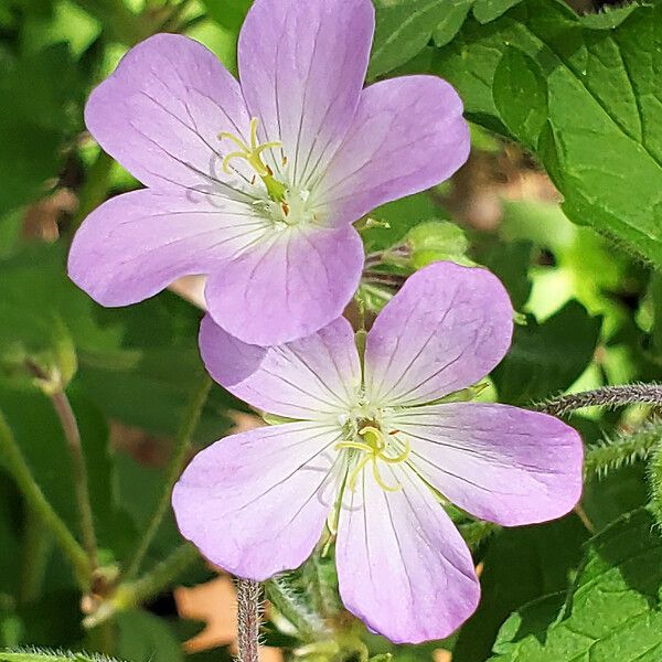 Geranium maculatum ফুল