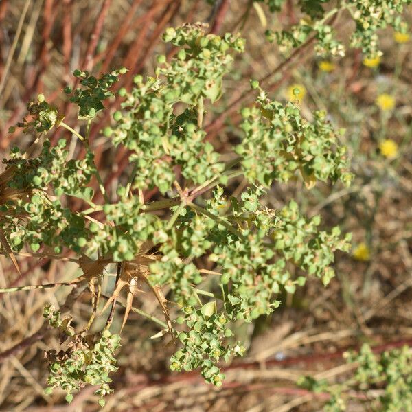 Euphorbia falcata List