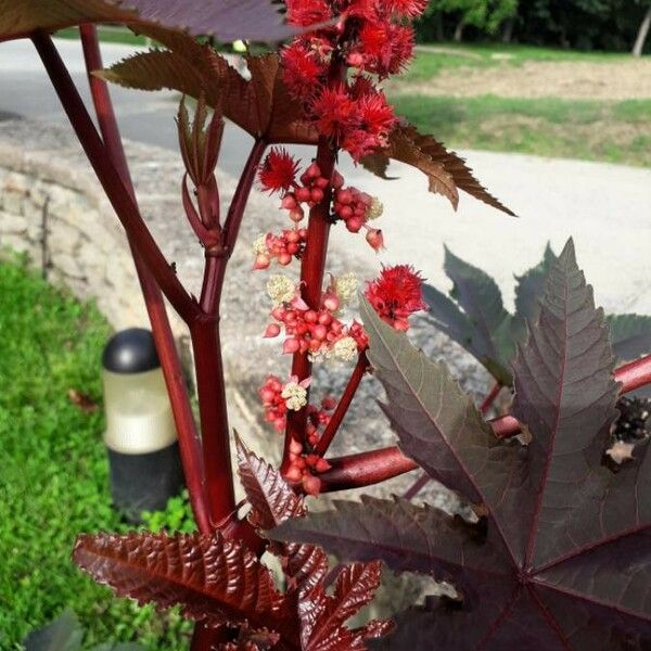 Ricinus communis Blodyn