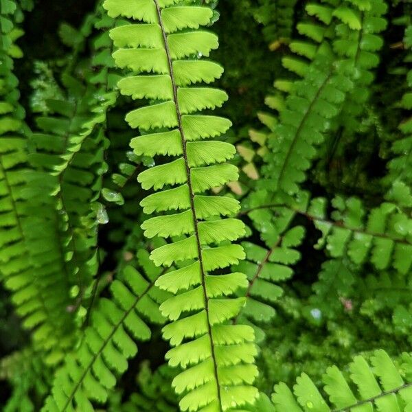 Adiantum caudatum Leaf