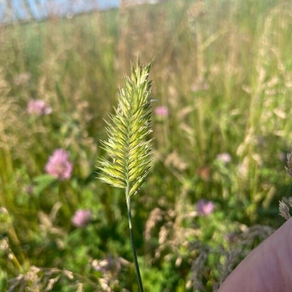 Agropyron cristatum Цвят