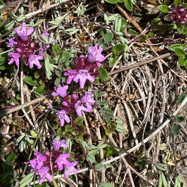 Thymus praecox फूल