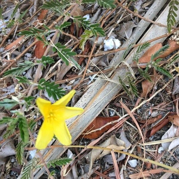 Tribulus cistoides Flor