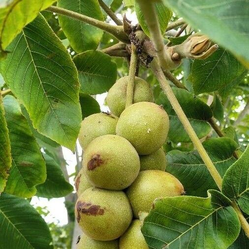 Juglans nigra फल