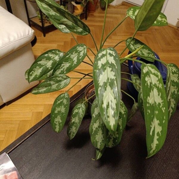 Aglaonema commutatum Fulla