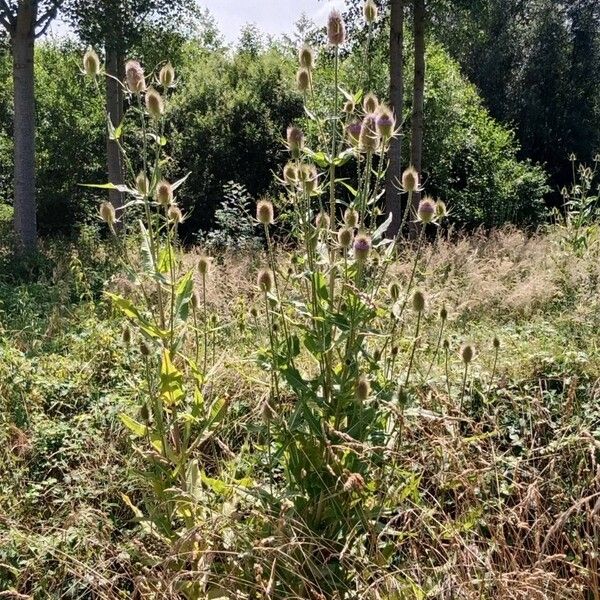 Dipsacus fullonum عادت داشتن