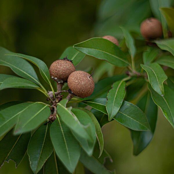 Manilkara zapota Fruit