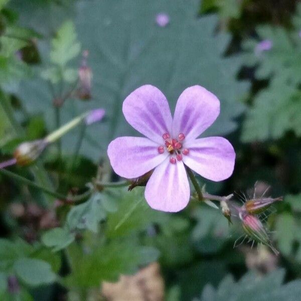 Geranium robertianum Kukka