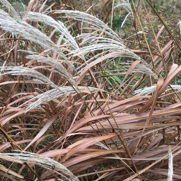 Miscanthus sacchariflorus Yaprak