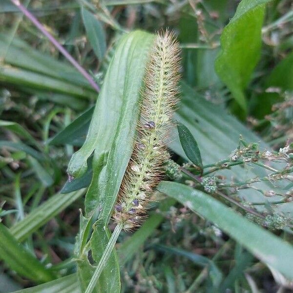 Setaria verticillata Φρούτο